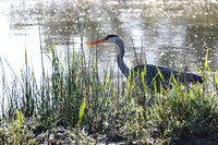Grey Heron