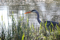 Grey Heron