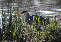 Grey Heron