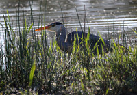 Grey Heron