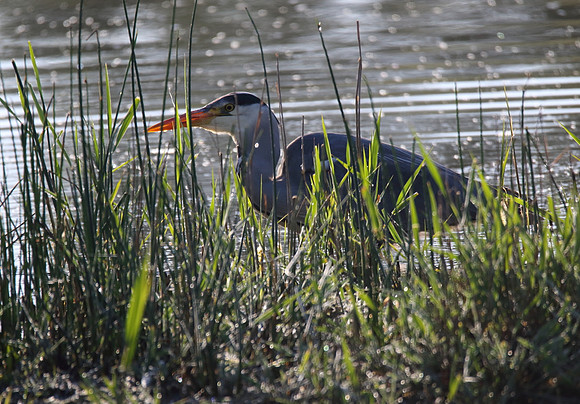 Grey Heron