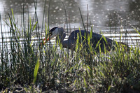 Grey Heron