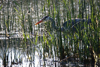 Grey Heron