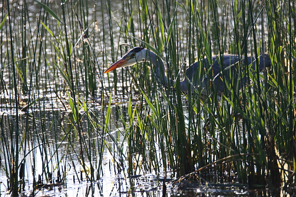 Grey Heron