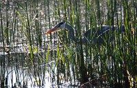 Grey Heron