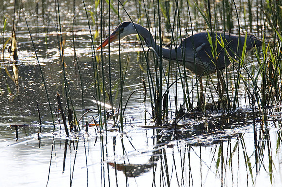 Grey Heron