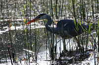 Grey Heron