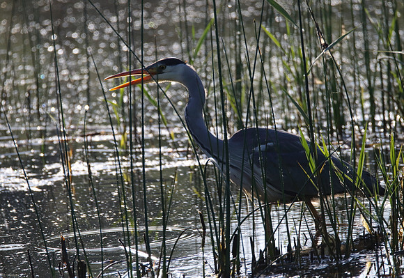 Grey Heron