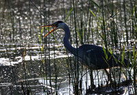 Grey Heron