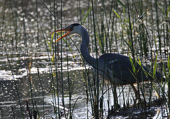 Grey Heron