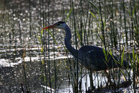 Grey Heron