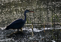 Grey Heron