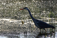 Grey Heron