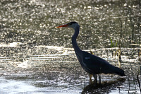 Grey Heron