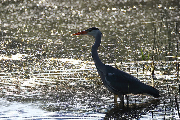 Grey Heron