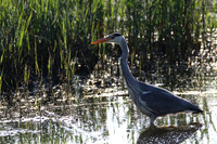 Grey Heron