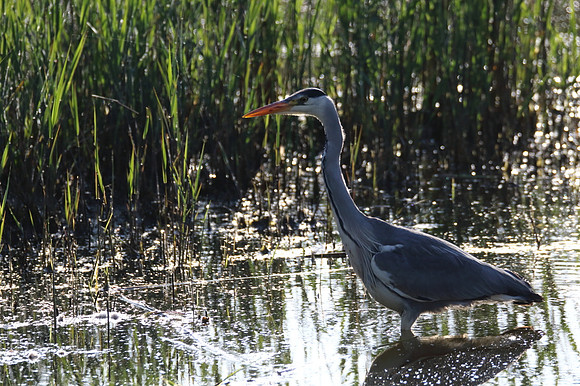 Grey Heron