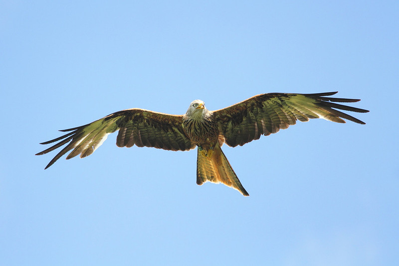 Red Kite