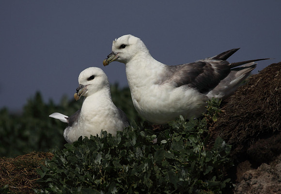 Fulmars