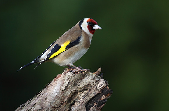 Goldfinch