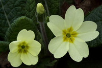 Primrose
