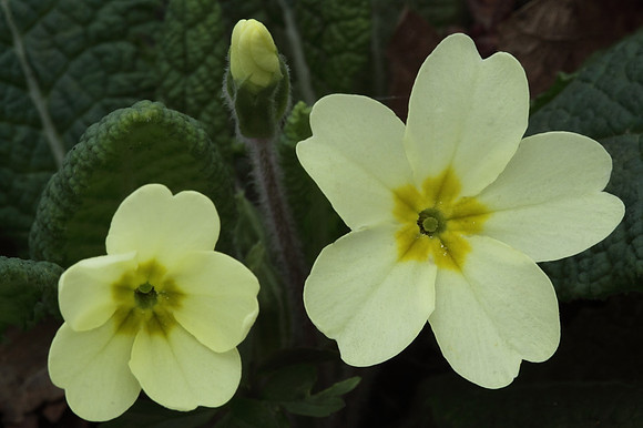 Primrose