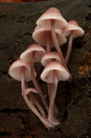 Mycena Fungi