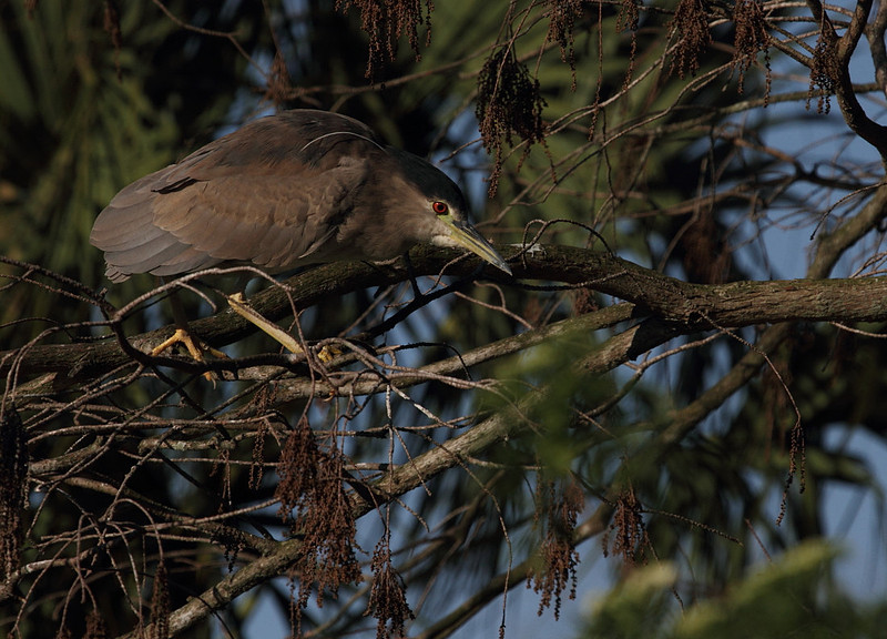 Black Crowned Night Heron