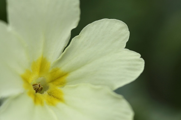 Primrose