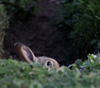Young Rabbit at Burrow