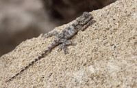 Lizard