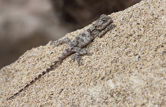 Lizard