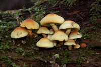 Sulphur Tufts