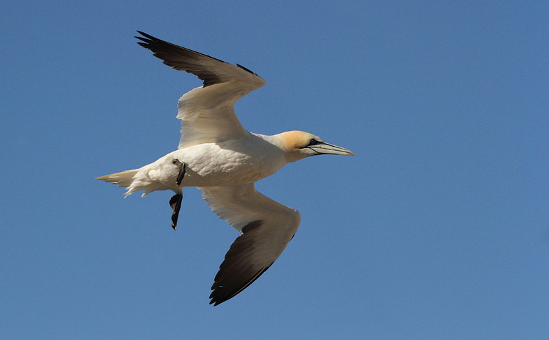 Gannet in flight
