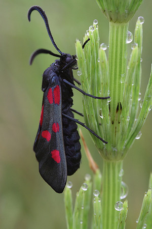Five Spotted Burnet Moth