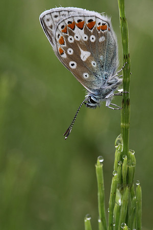 Common Blue Butterfly (male)