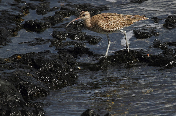 Whimbrel