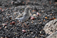 Berthelot's Pipit