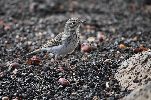 Berthelot's Pipit