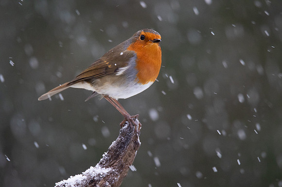 Robin in the snow #1a
