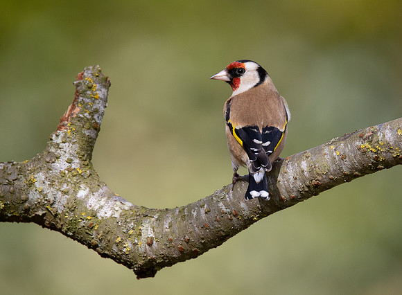 Goldfinch #14a
