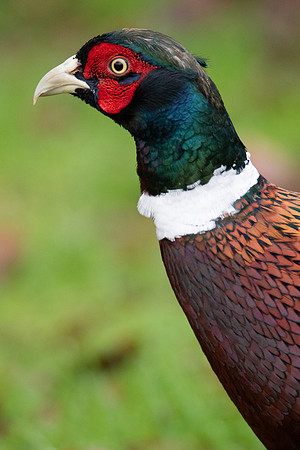 Pheasant #2