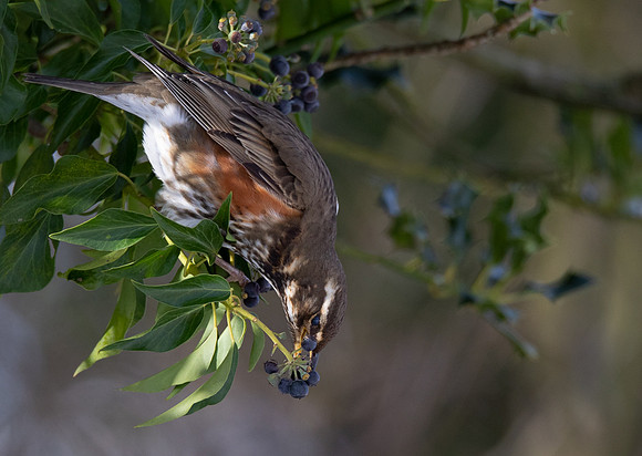 Redwing feeding #1a