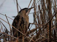 Bittern