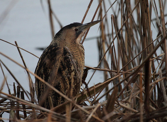 Bittern