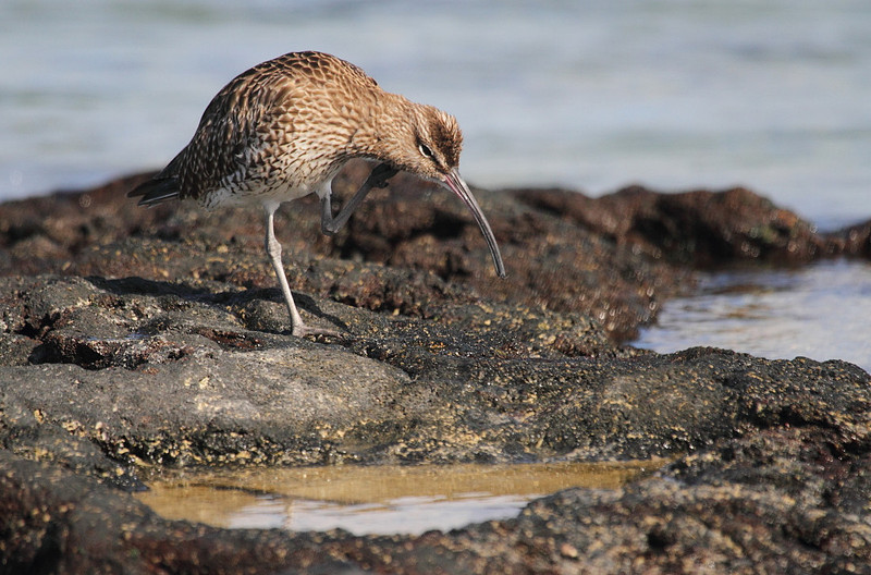 Whimbrel