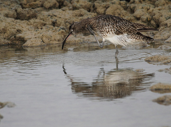 Whimbrel