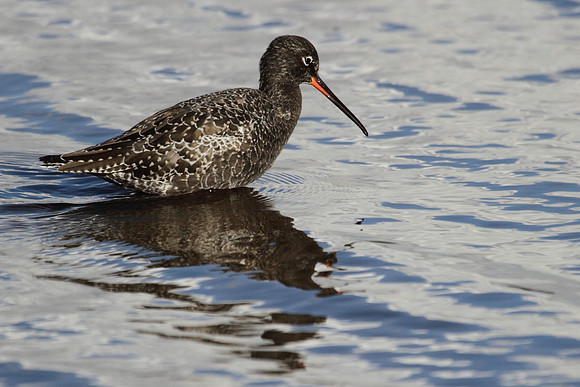Spotted Redshank