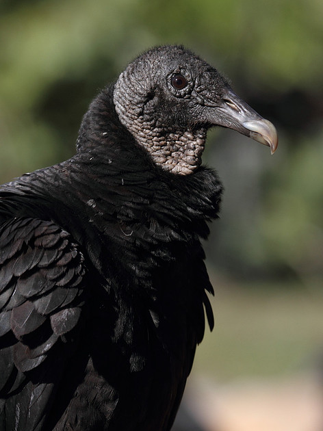 Black Vulture