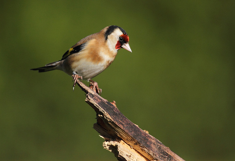 Goldfinch